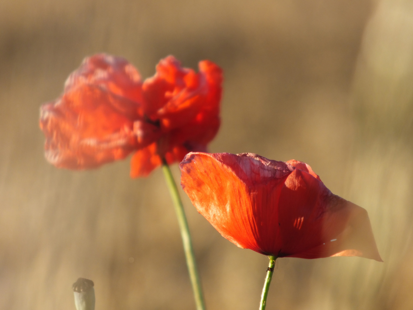 Noch mehr Mohnblumen im Kornfeld