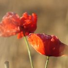 Noch mehr Mohnblumen im Kornfeld