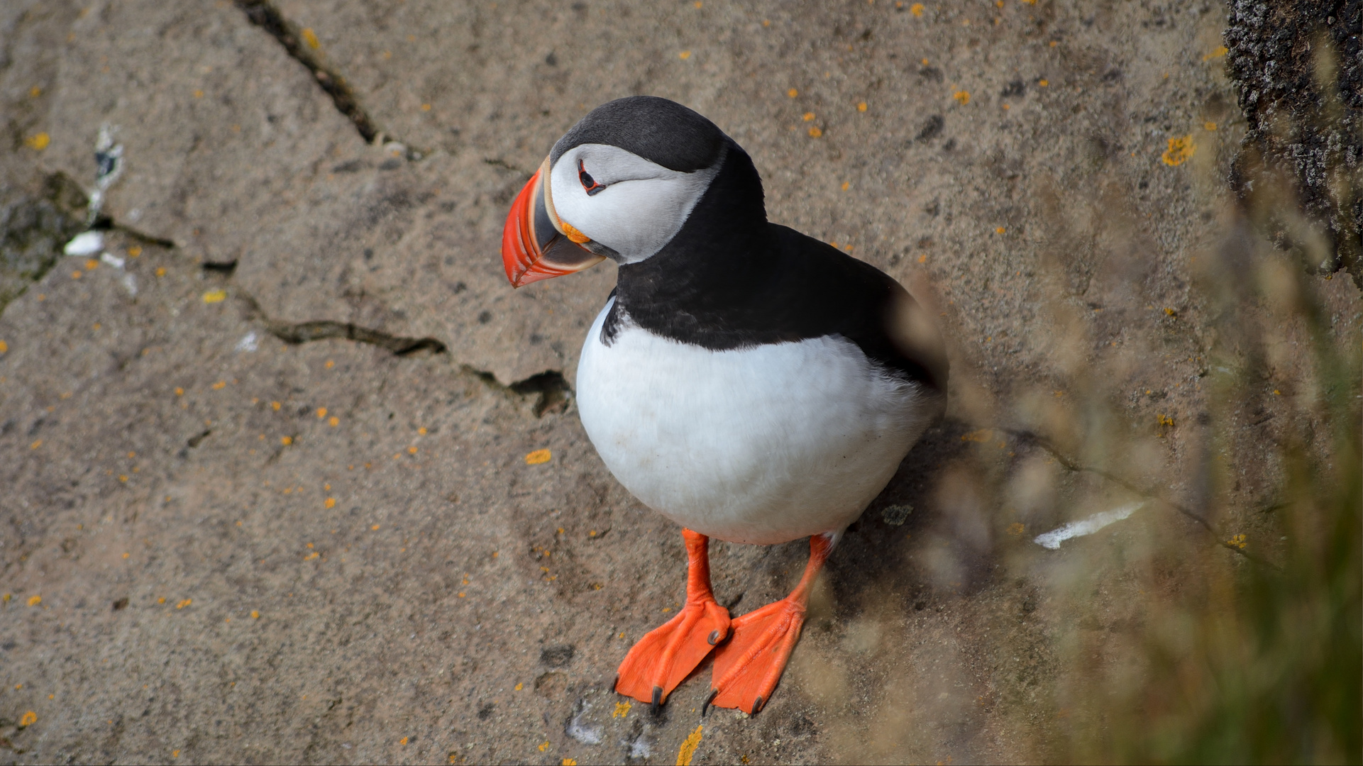 Noch mehr Puffins