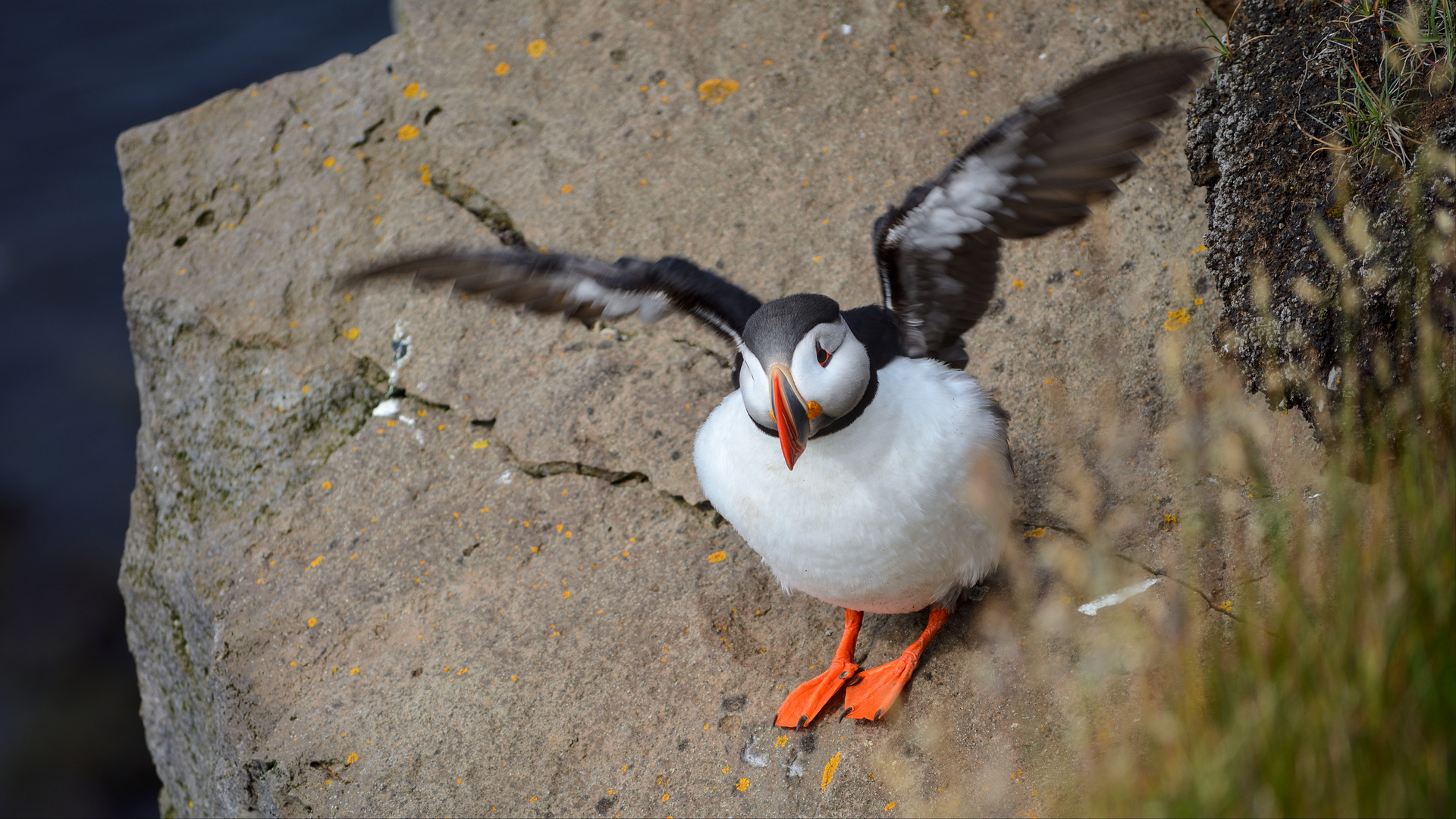 Noch mehr Puffins