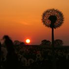 noch mehr Pustblumenmeer