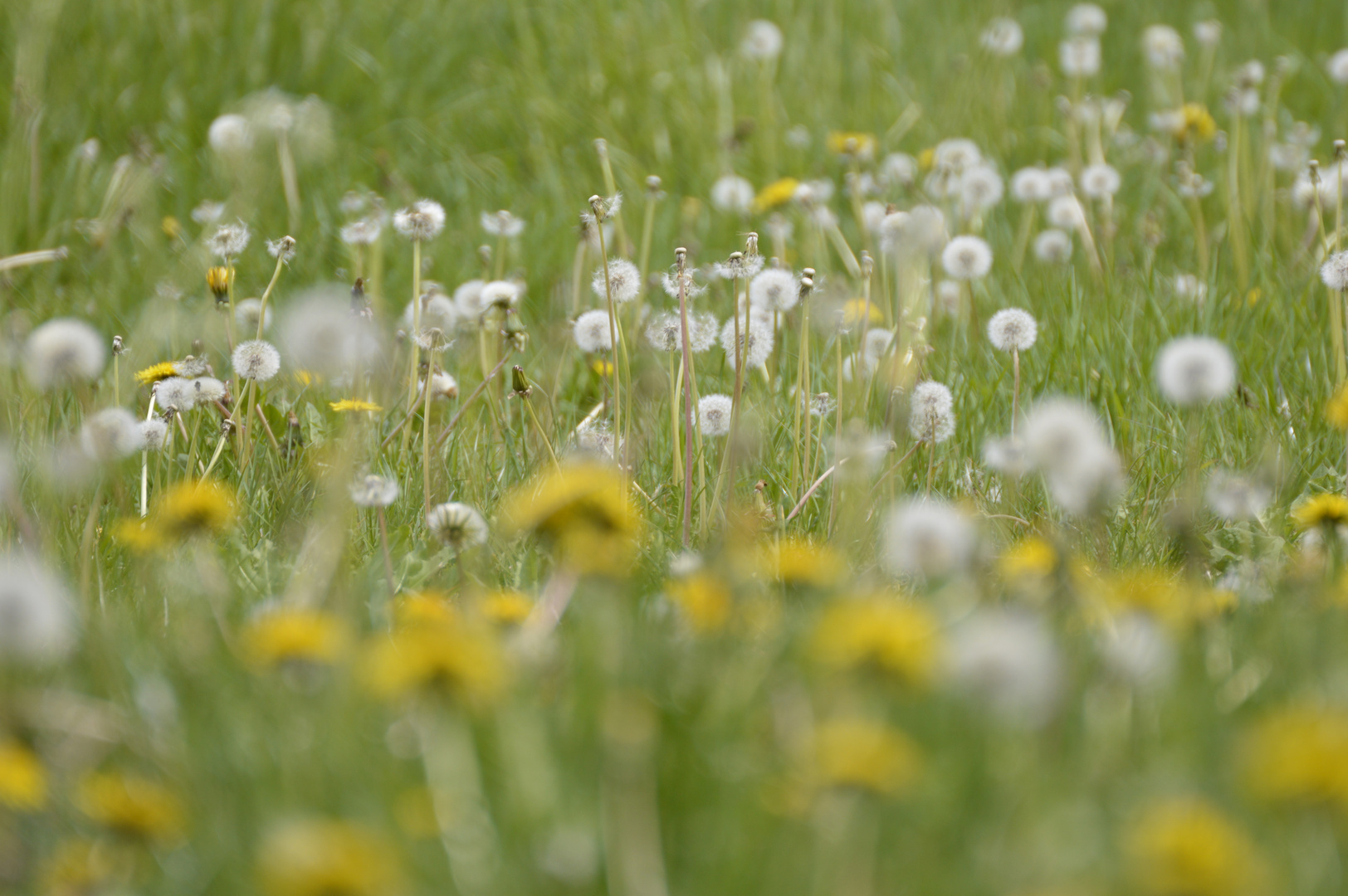 noch mehr Pusteblumenwiese