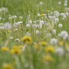 noch mehr Pusteblumenwiese