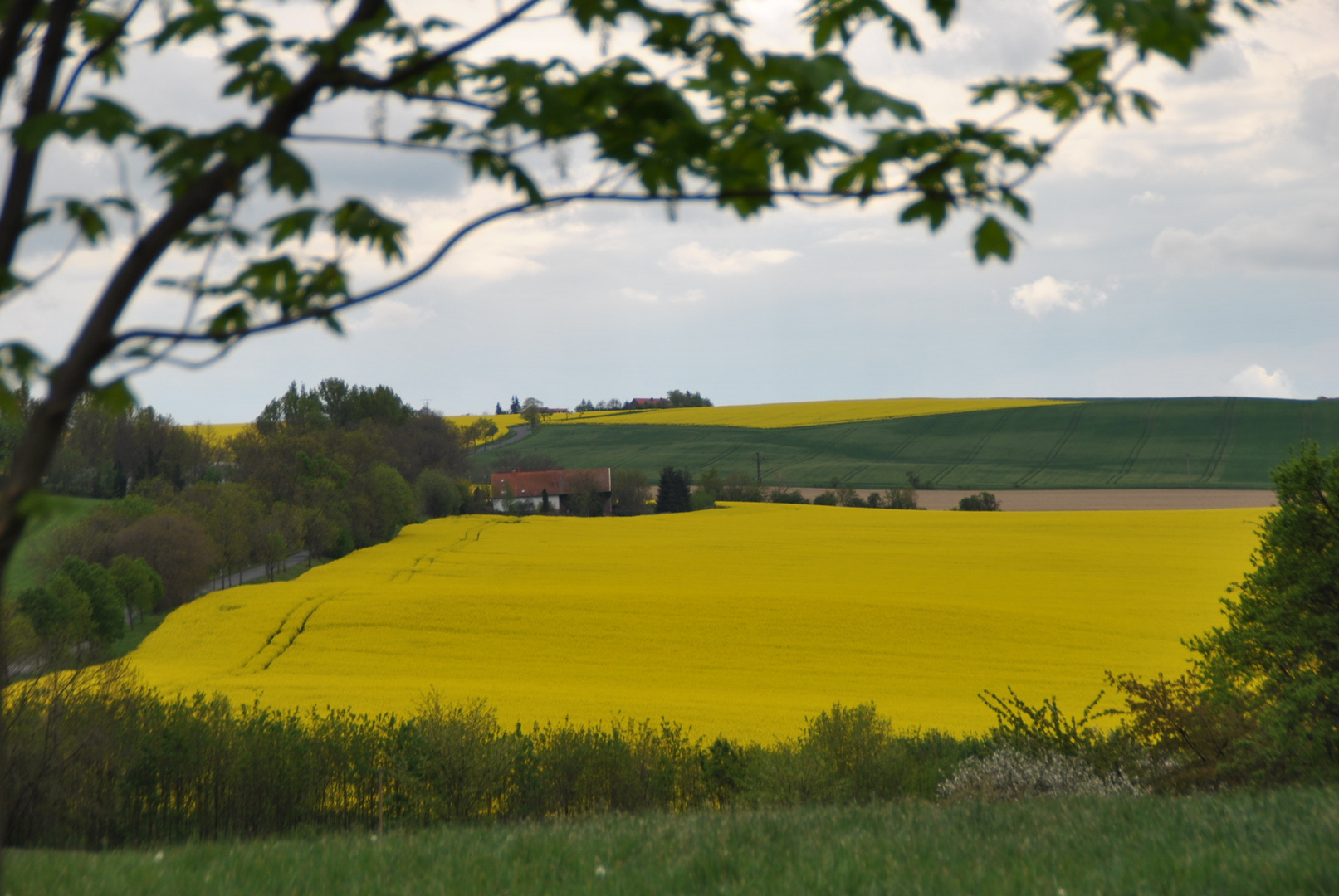 Noch mehr Raps