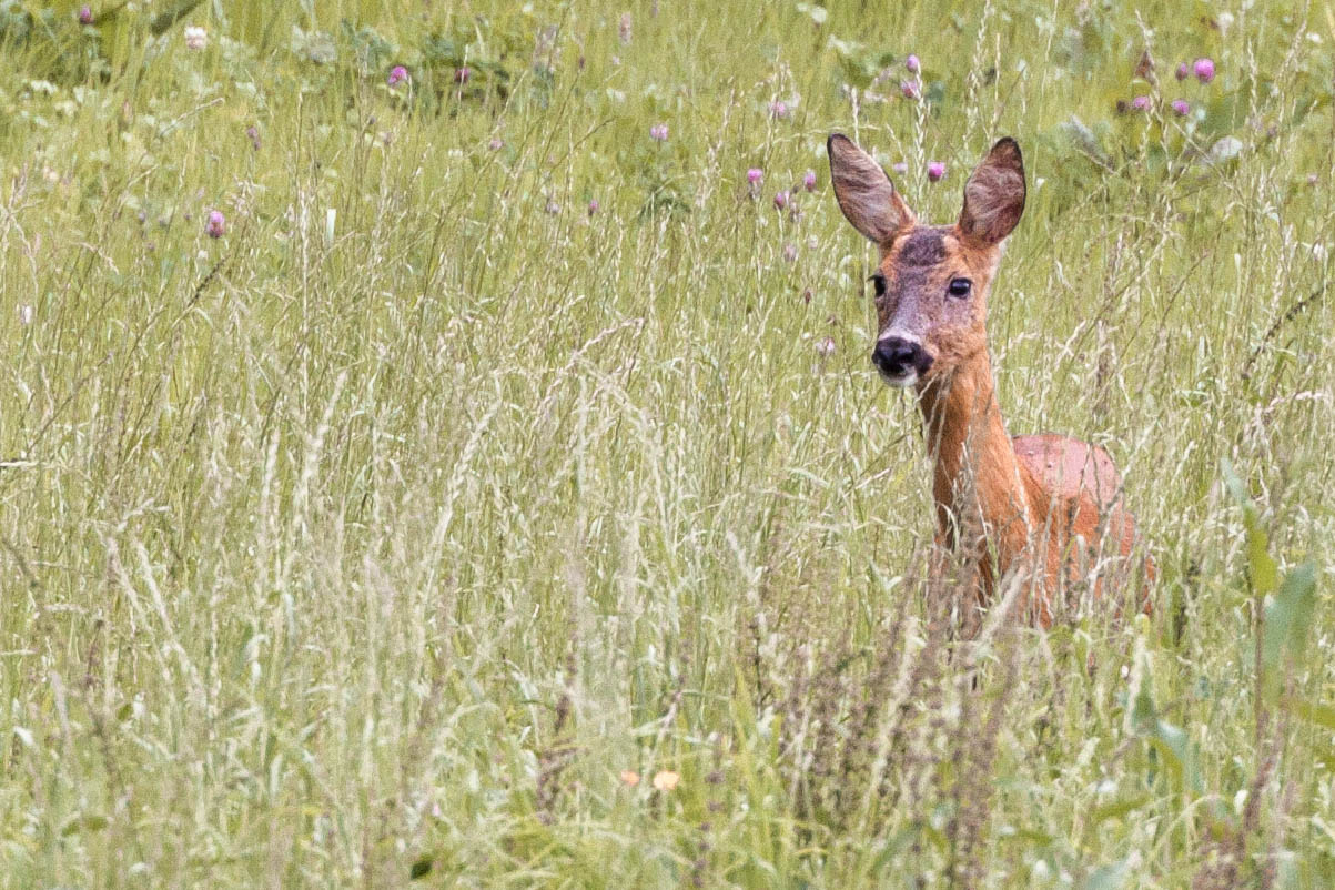 Noch mehr Rehe