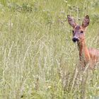 Noch mehr Rehe