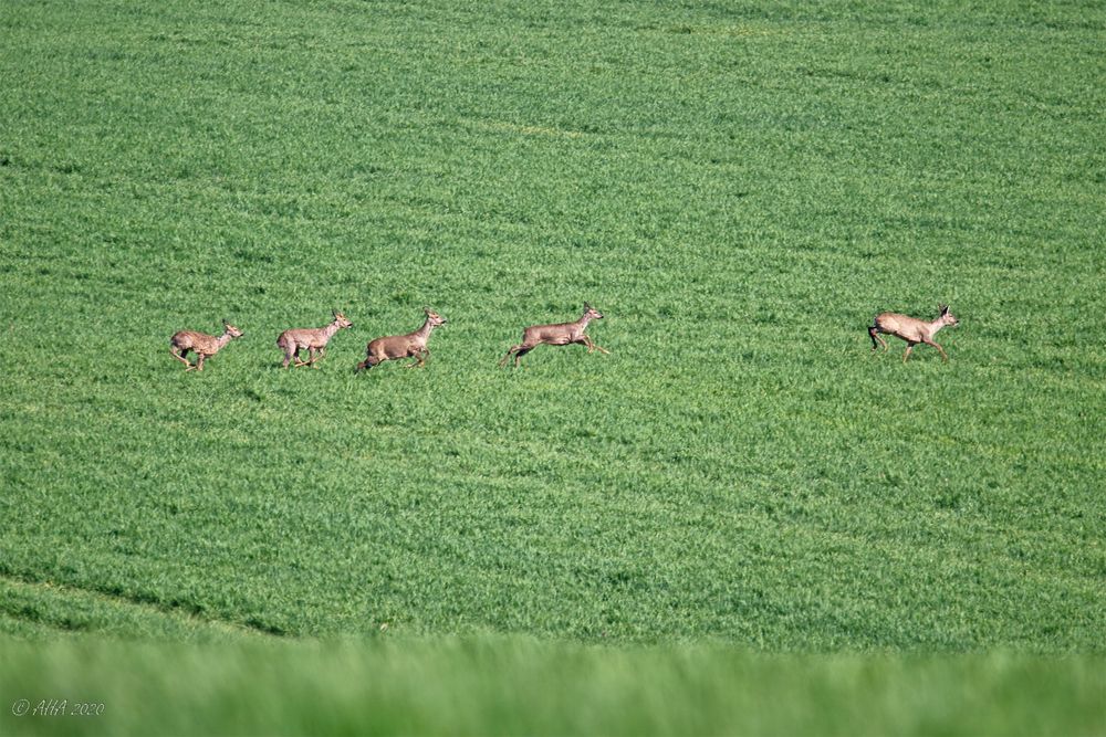 noch mehr Rehe