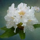 Noch mehr Rhododendron