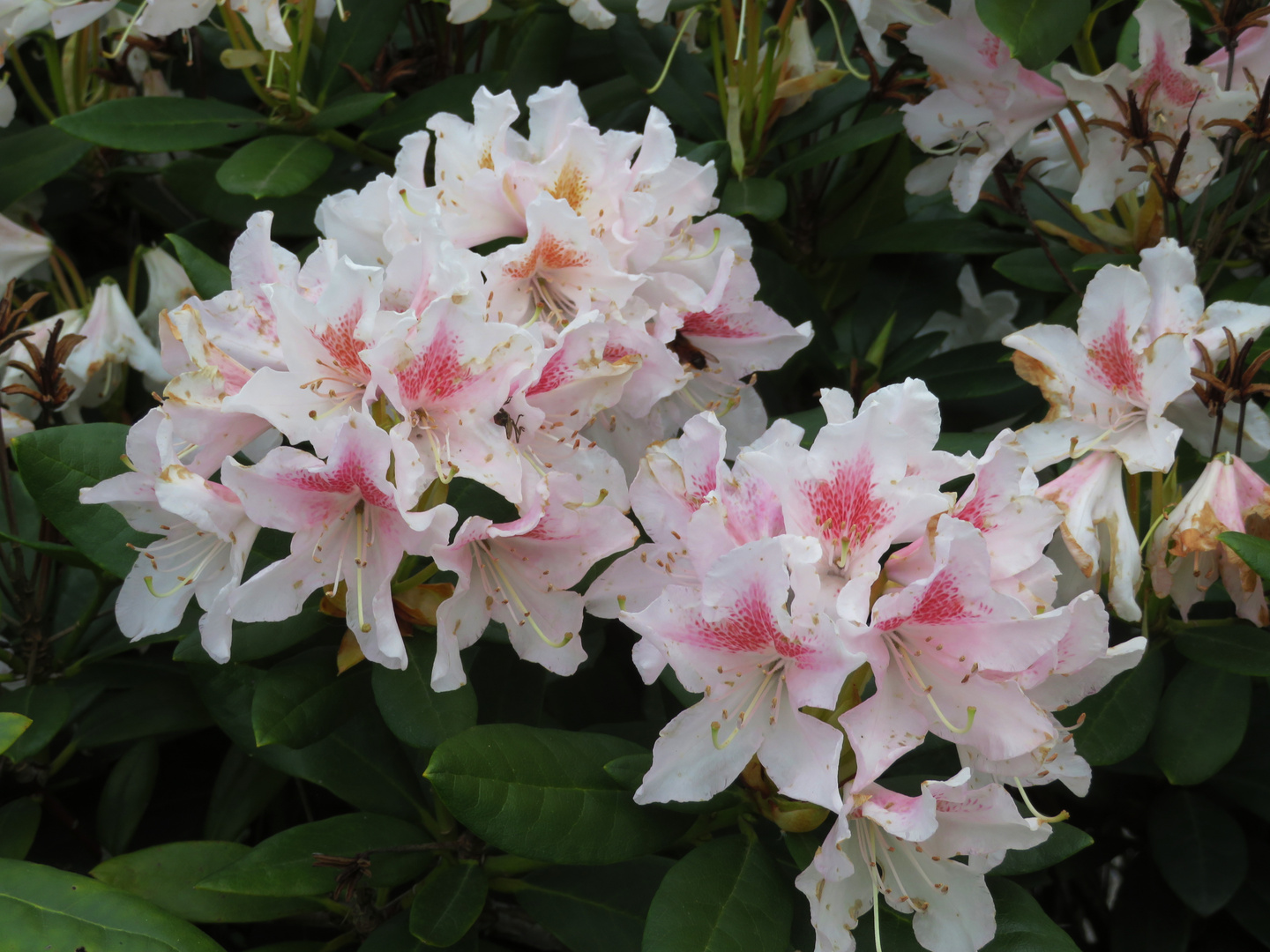 Noch mehr Rhododendron