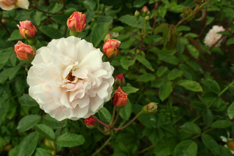 noch mehr Rosen