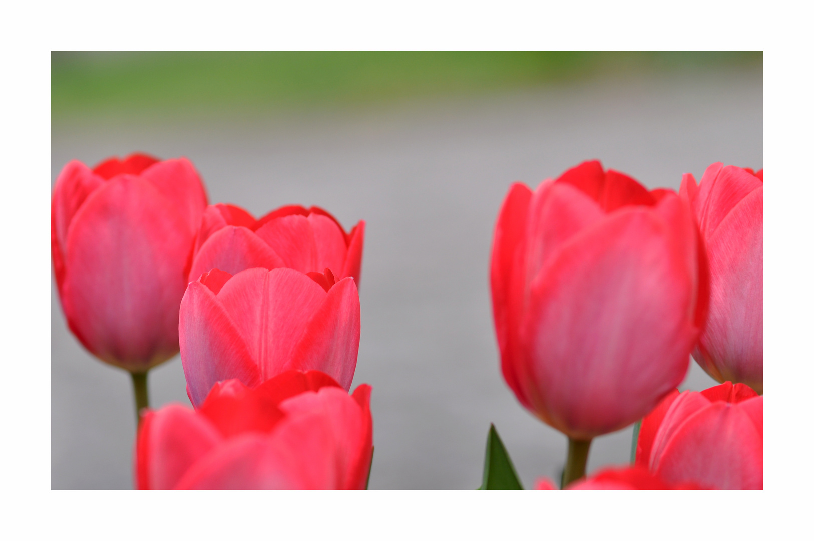 noch mehr rote Tulpen