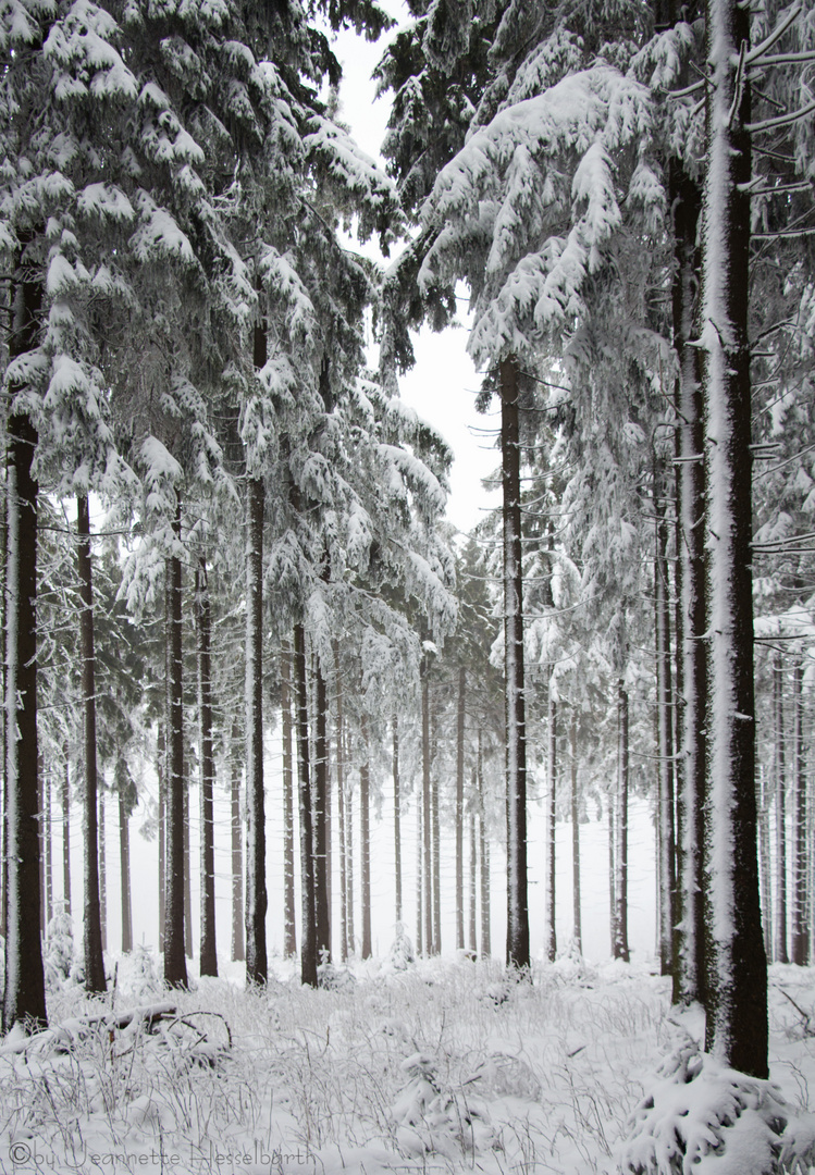 noch mehr Schnee