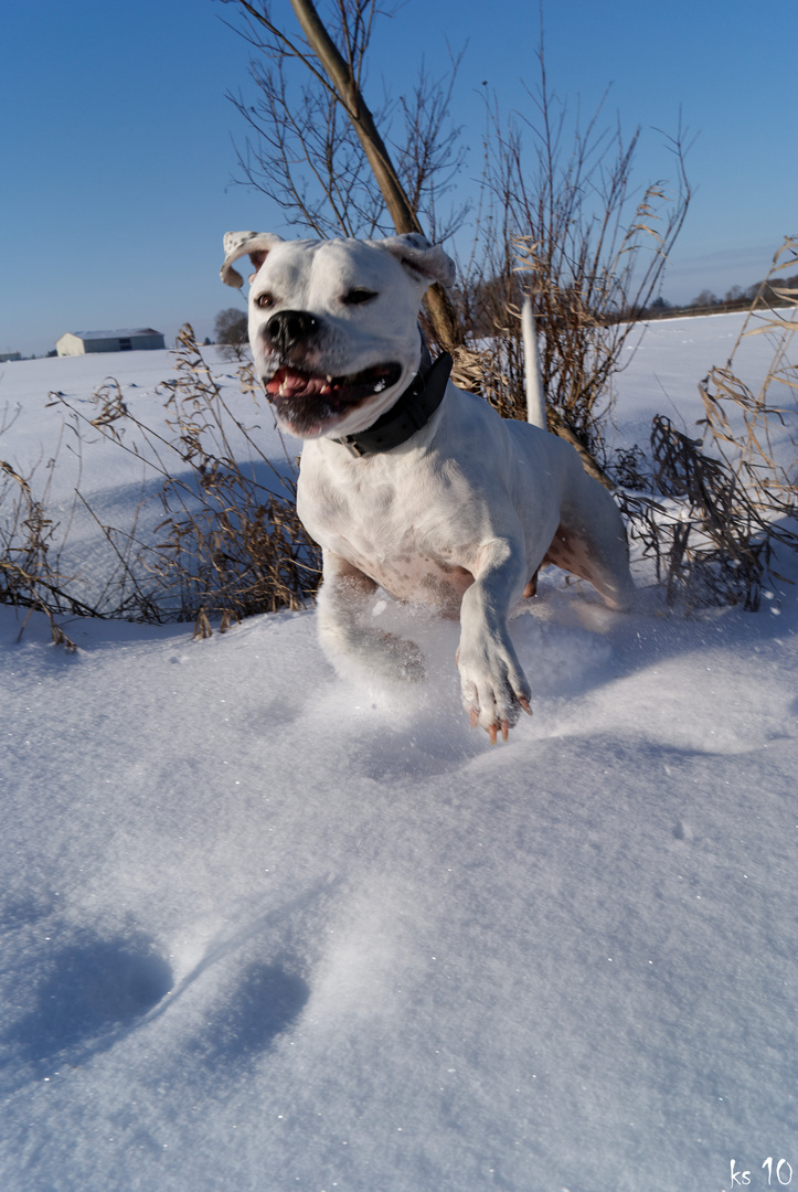 noch mehr schnee foto´s...