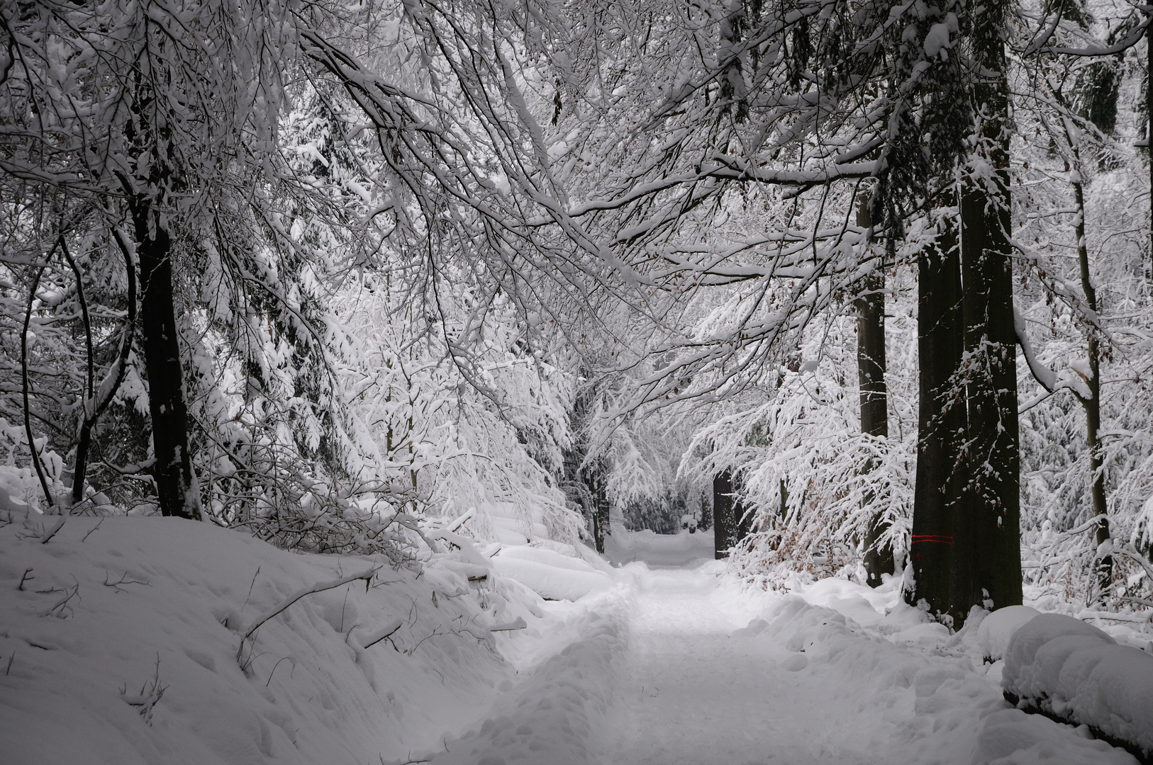 noch mehr Schnee im Odenwald