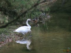 Noch mehr Schwäne und Enten.....