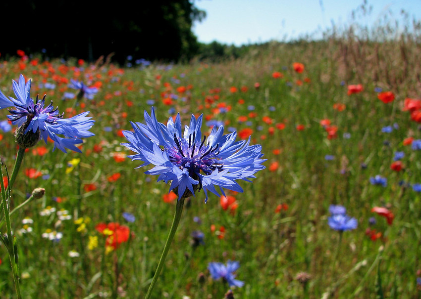 noch mehr Sommer