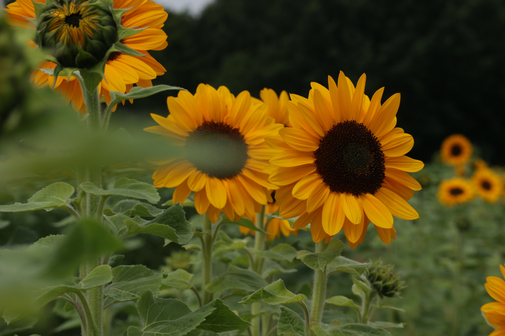 Noch mehr Sonnenblumen.