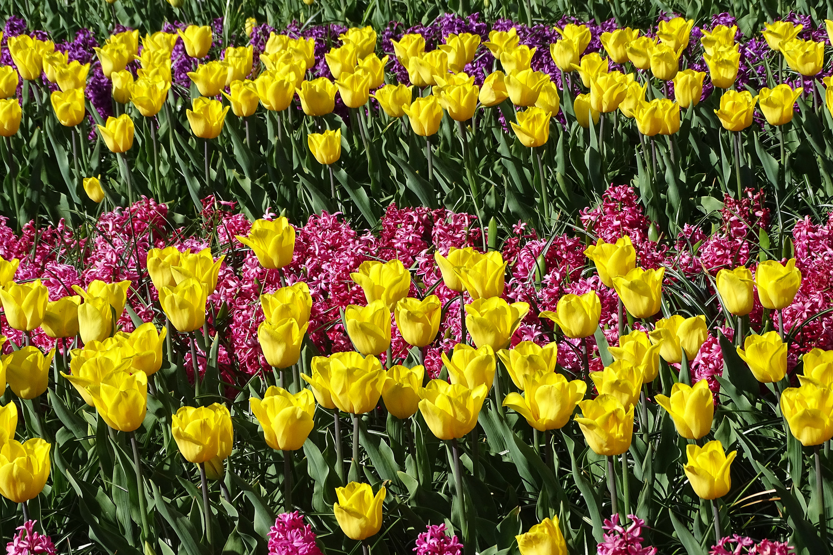 noch mehr Sonntagsblümchen