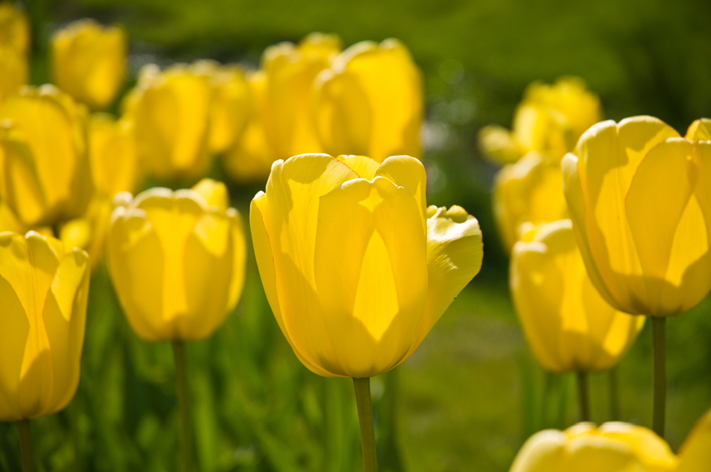 noch mehr Tulpen