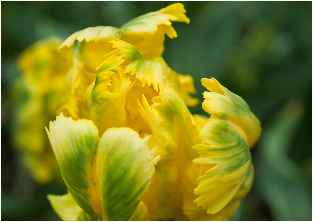 noch mehr Tulpen