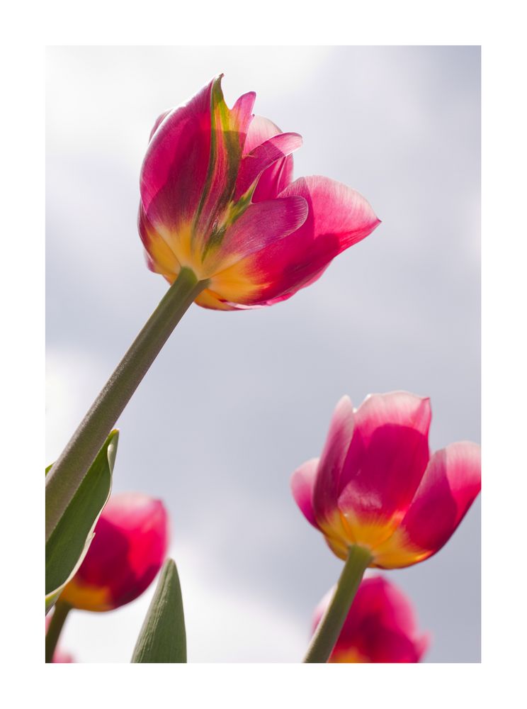 noch mehr Tulpen