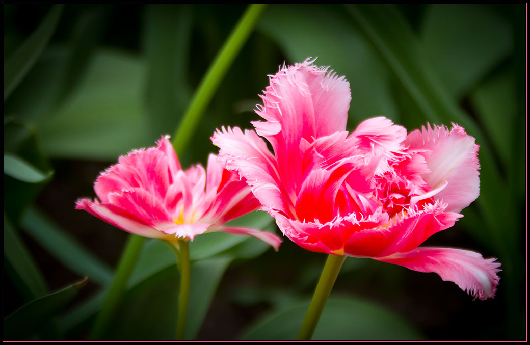 noch mehr Tulpen