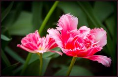 noch mehr Tulpen