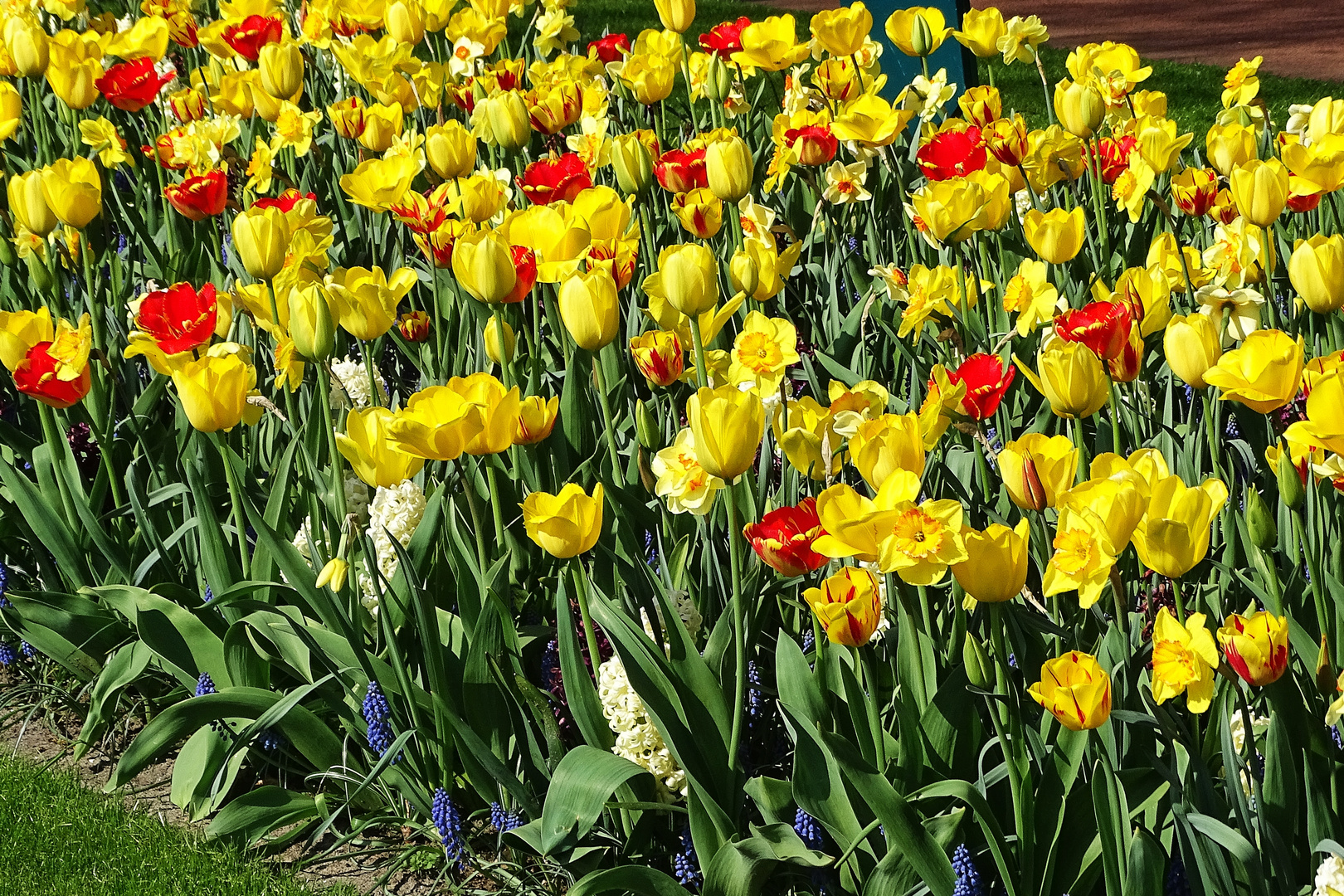 noch mehr Tulpen 