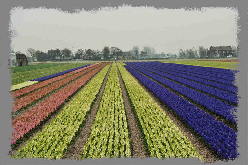 ... noch mehr tulpen (?) aus amsterdam ...