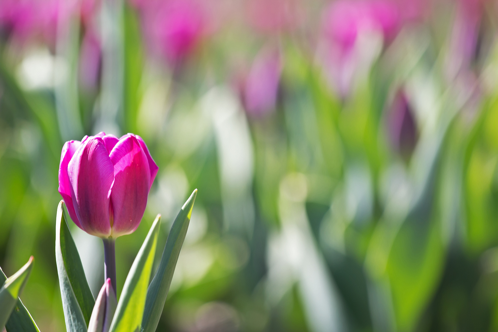 Noch mehr Tulpen aus (der Nähe von) Amsterdam I