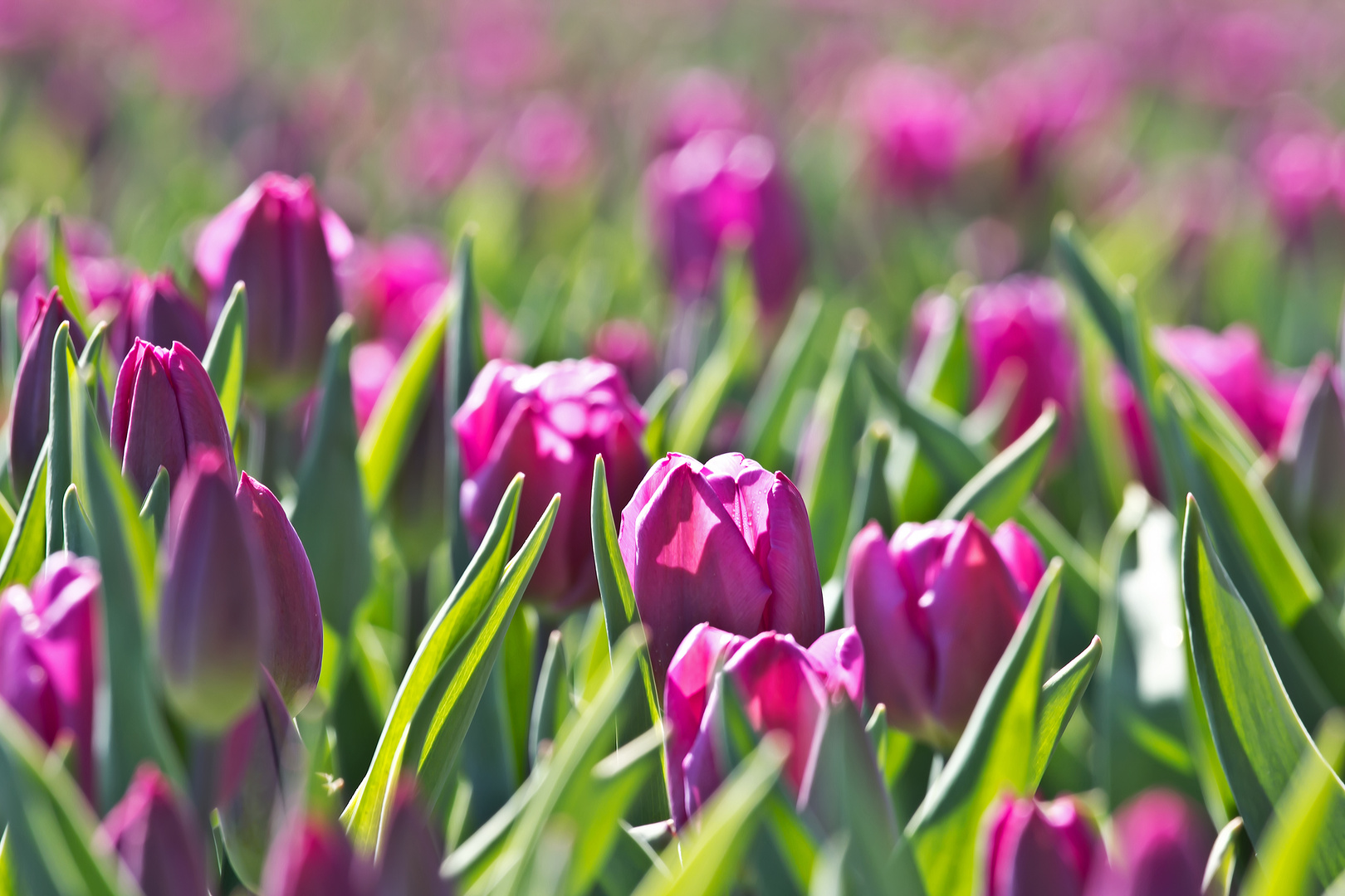 Noch mehr Tulpen aus (der Nähe von) Amsterdam III