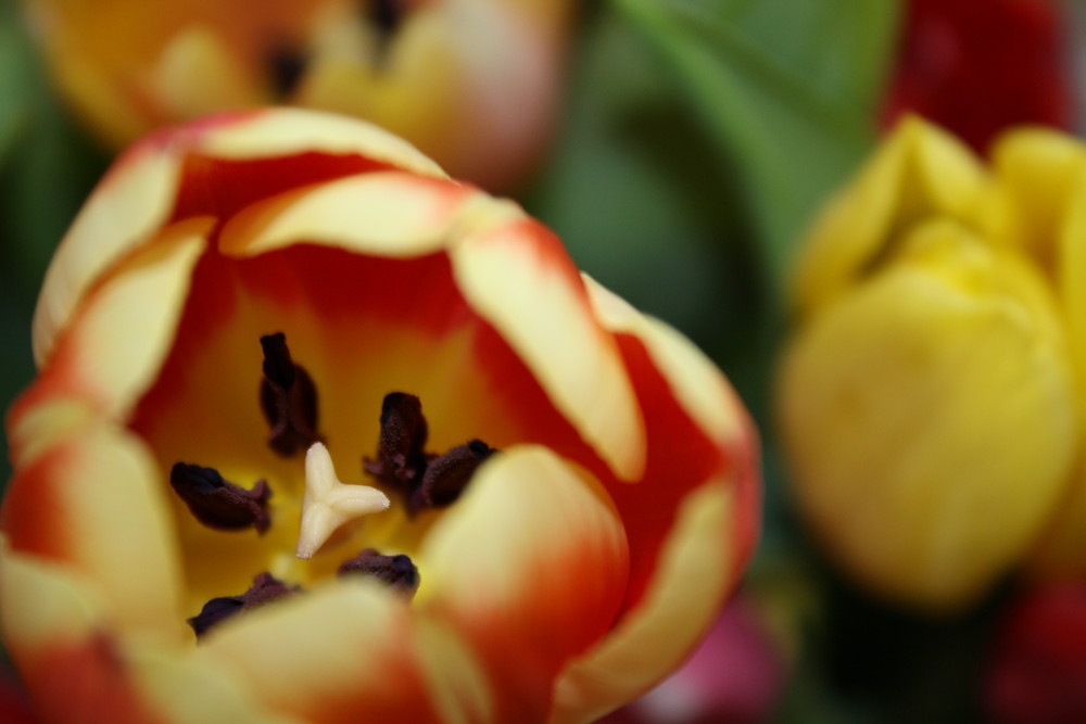 noch mehr Tulpen....