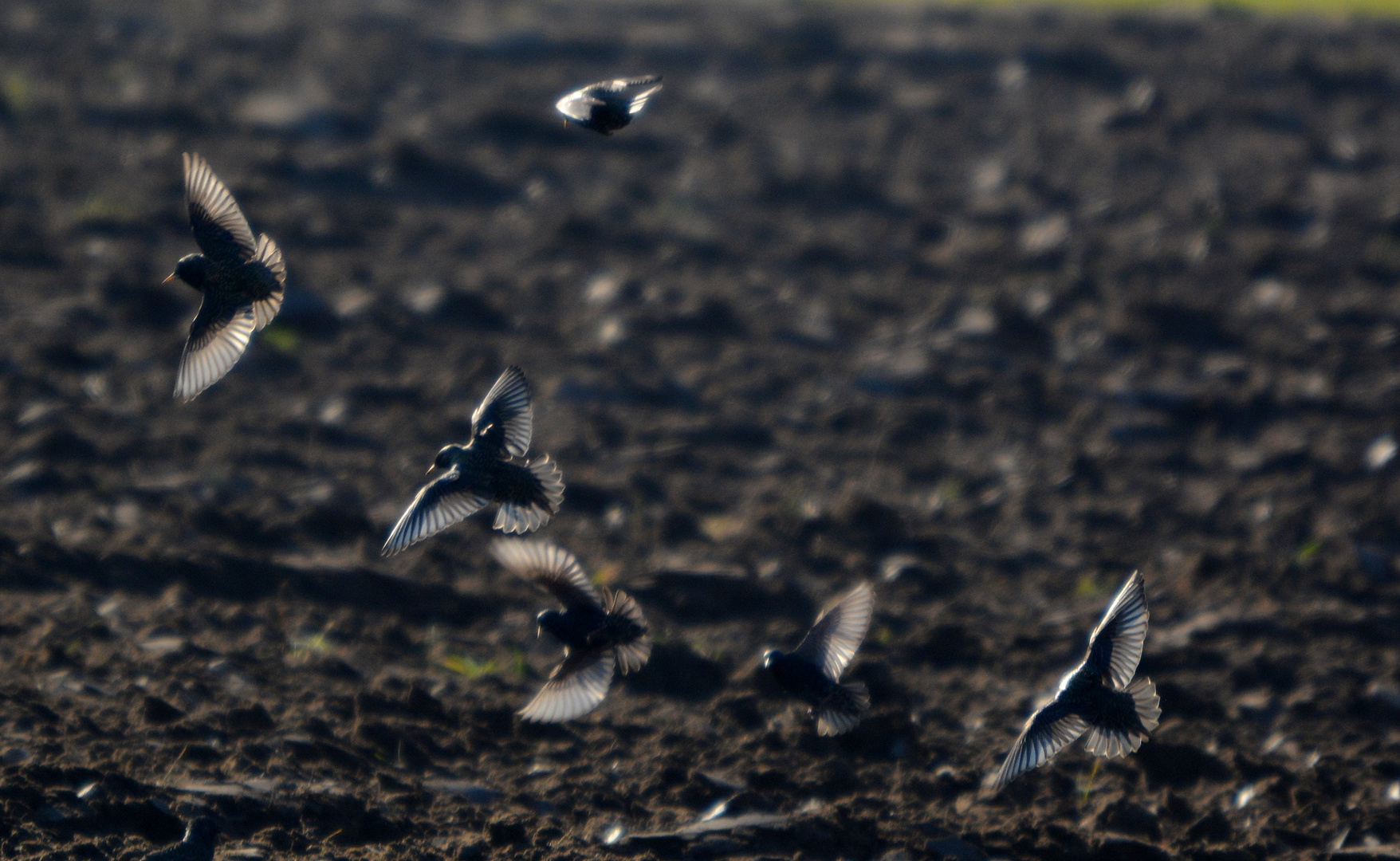 noch mehr vögel auf dem acker