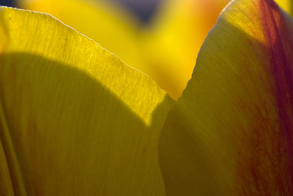 Noch mehr vom Frühling...