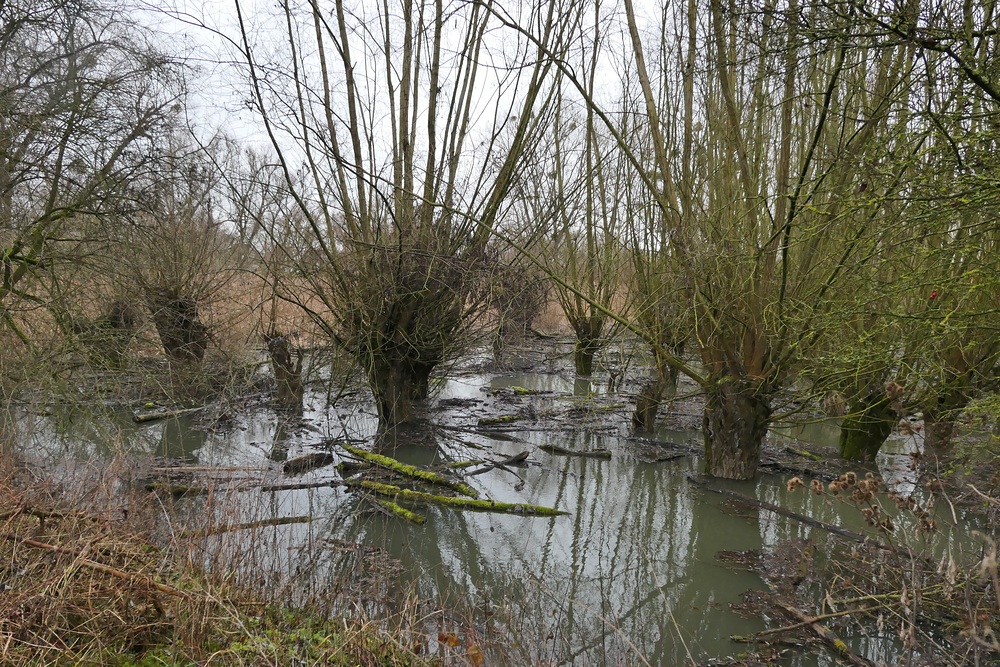 Noch mehr Wasser strömt zwischen die Kopfweiden