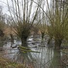 Noch mehr Wasser strömt zwischen die Kopfweiden