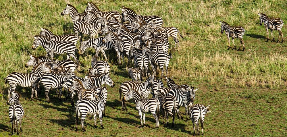 Noch mehr Zebras