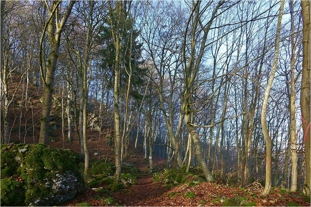 noch merkt man den Winter noch nicht im Wald