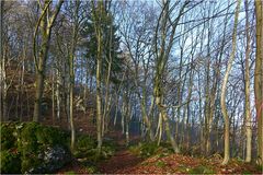 noch merkt man den Winter noch nicht im Wald