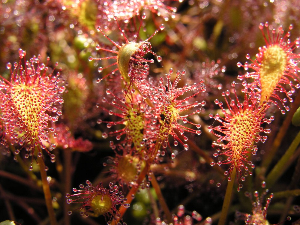 noch Moor-details ...