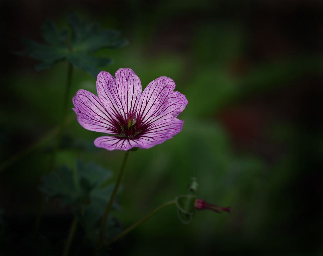 Noch ´n Blümchen...