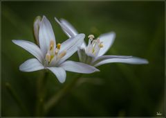 Noch n´ Blümchen