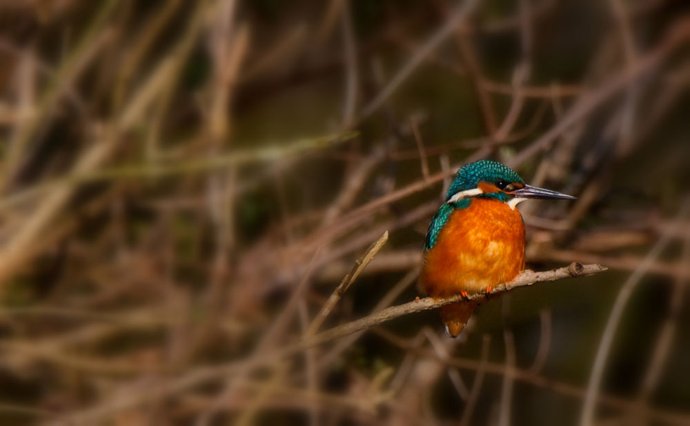 Noch 'n Eisvogel