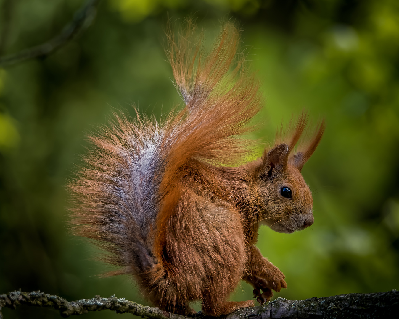 Noch 'n Hörnchen 