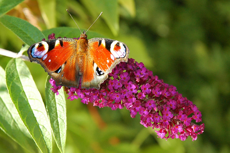 Noch 'n Schmetterling