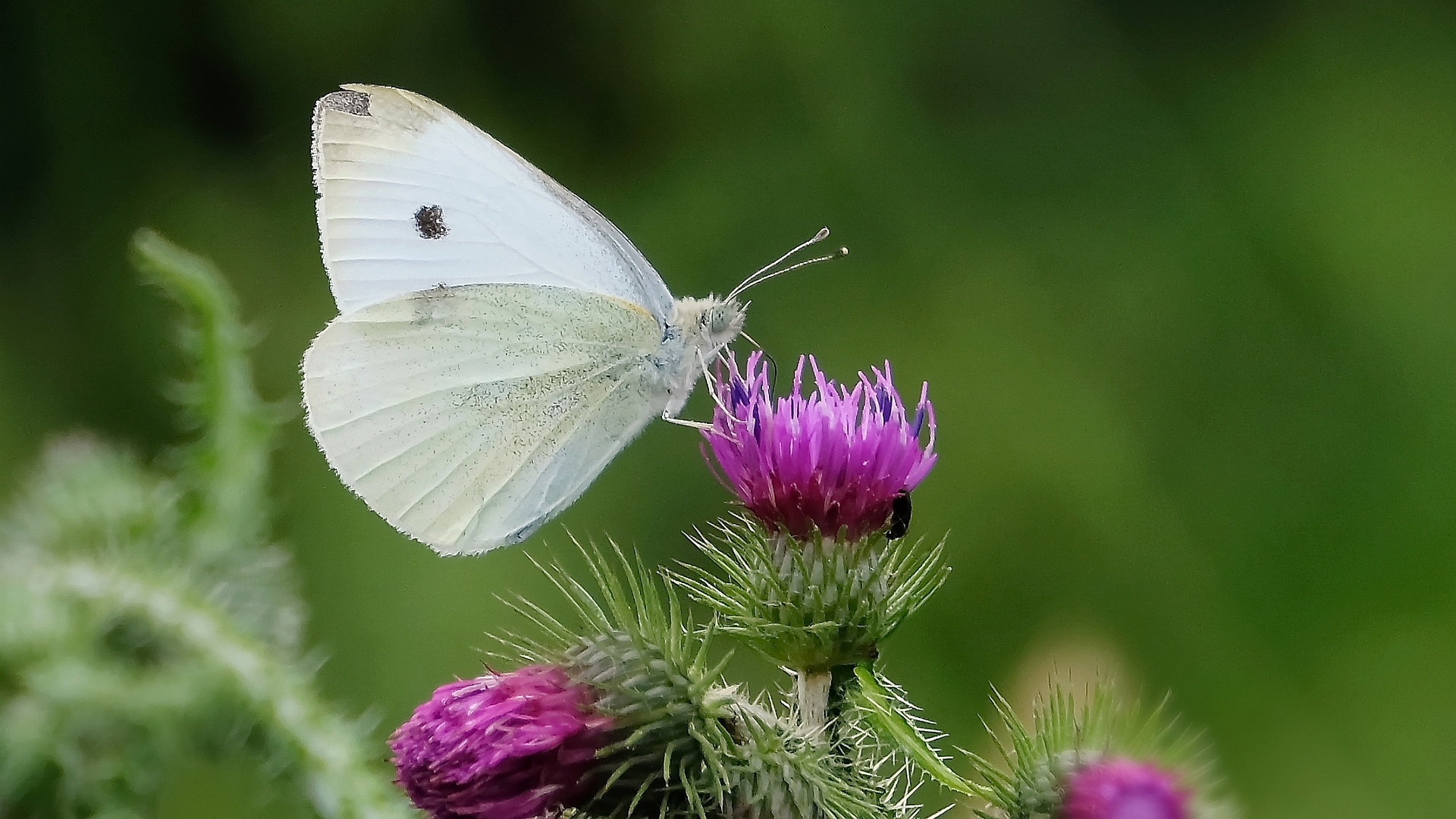 noch ´n Schmetterling