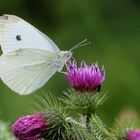 noch ´n Schmetterling