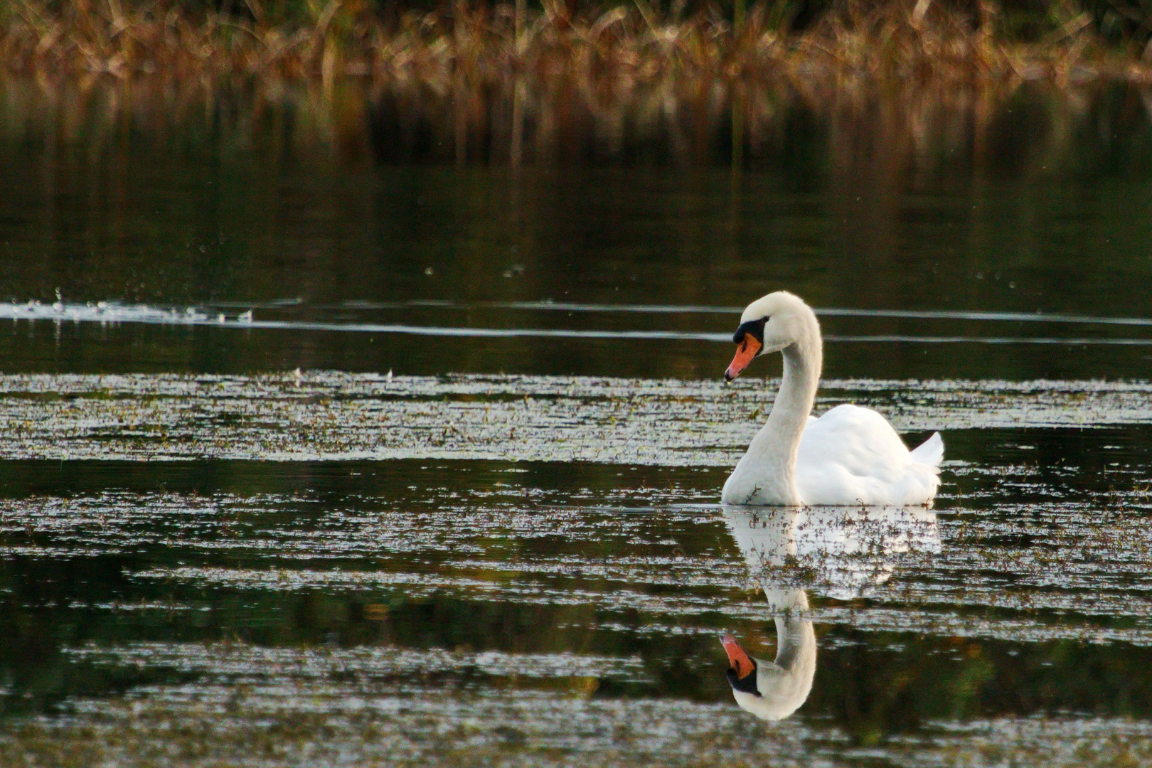 noch ´n Schwan ....