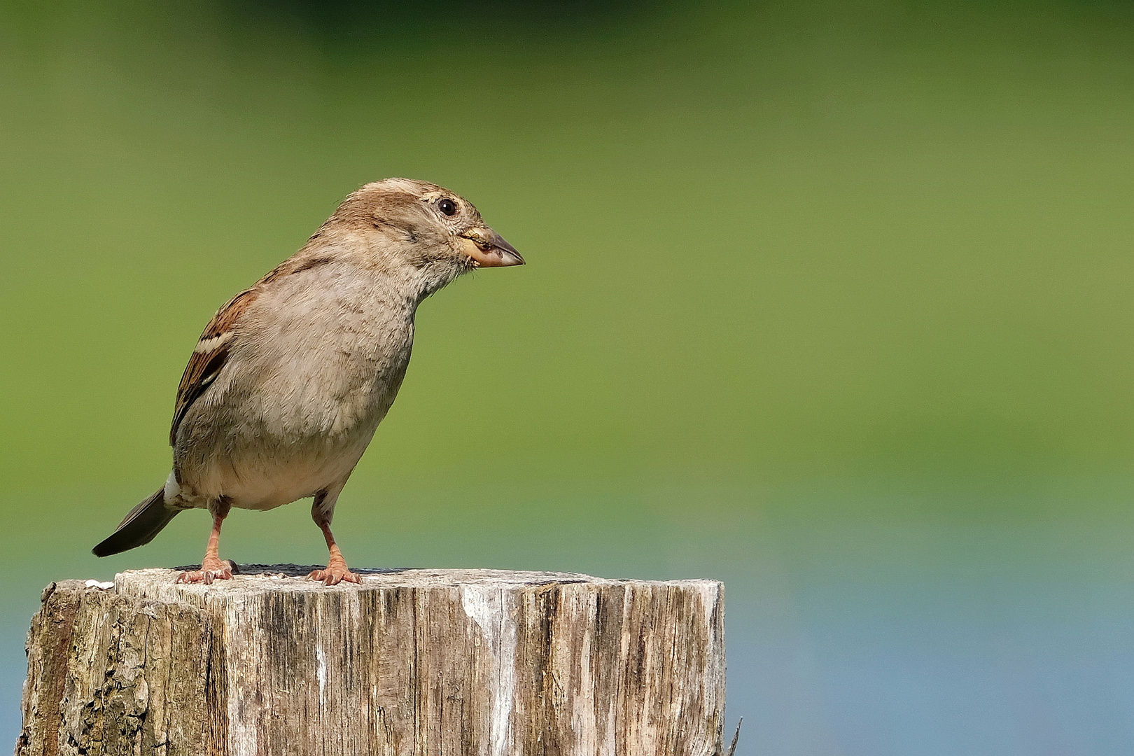 noch ´n Spatz