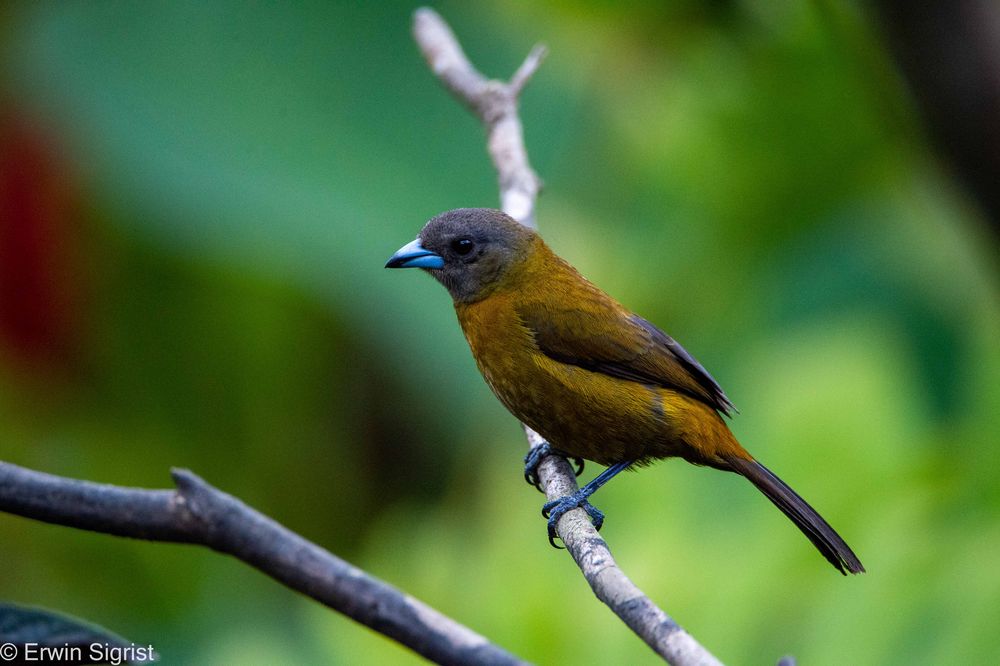 Noch 'n Vogel - Rio Celeste - Costa Rica